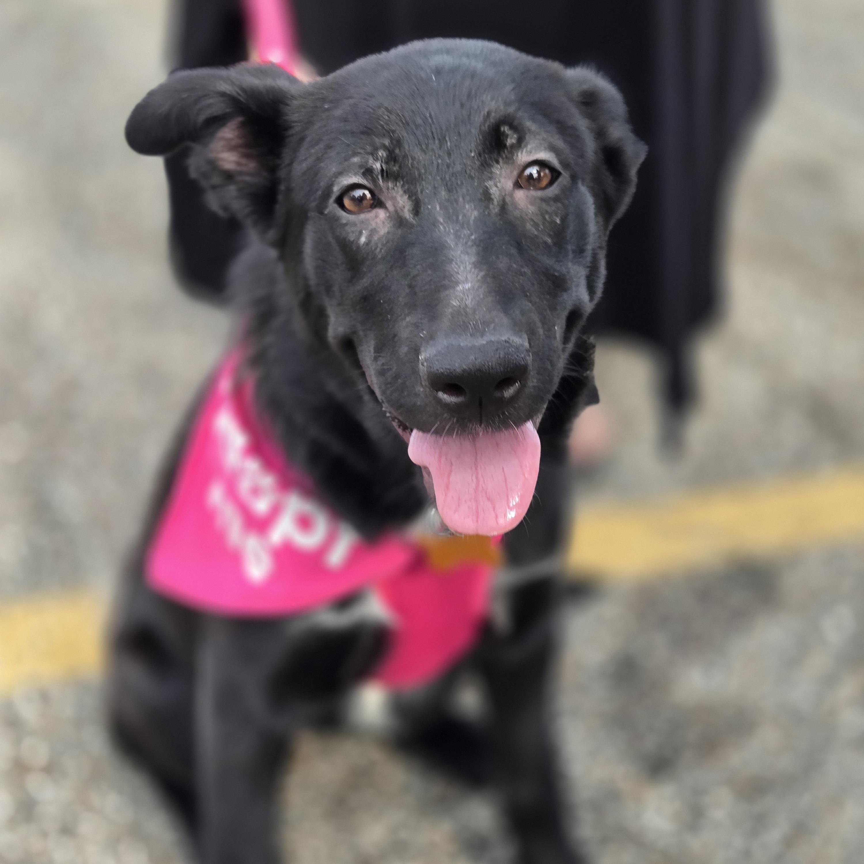 Foofa, a Adoptable mixed breed in Normal, IL image 2/6