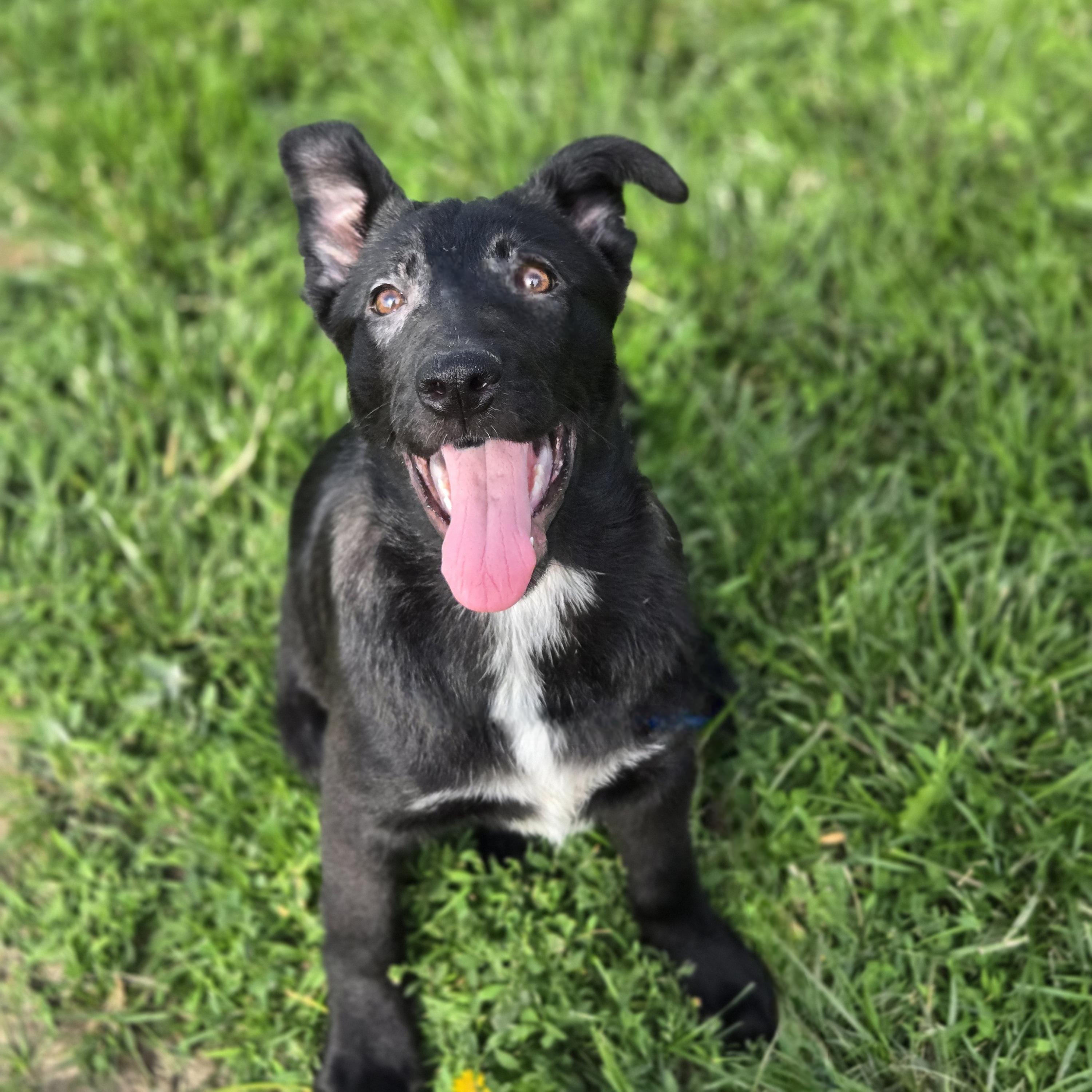Foofa, a Adoptable mixed breed in Normal, IL image 4/6