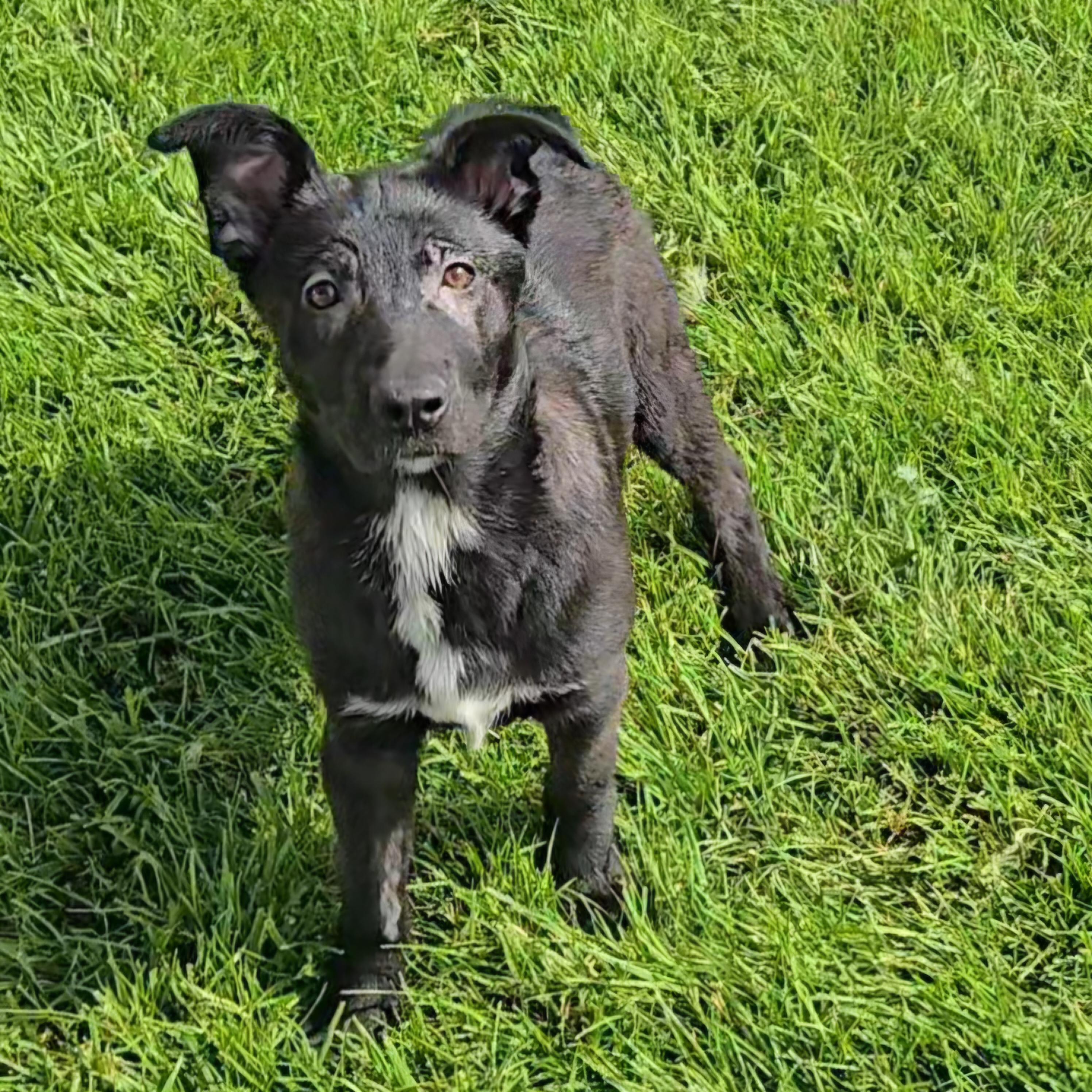 Foofa, a Adoptable mixed breed in Normal, IL image 6/6