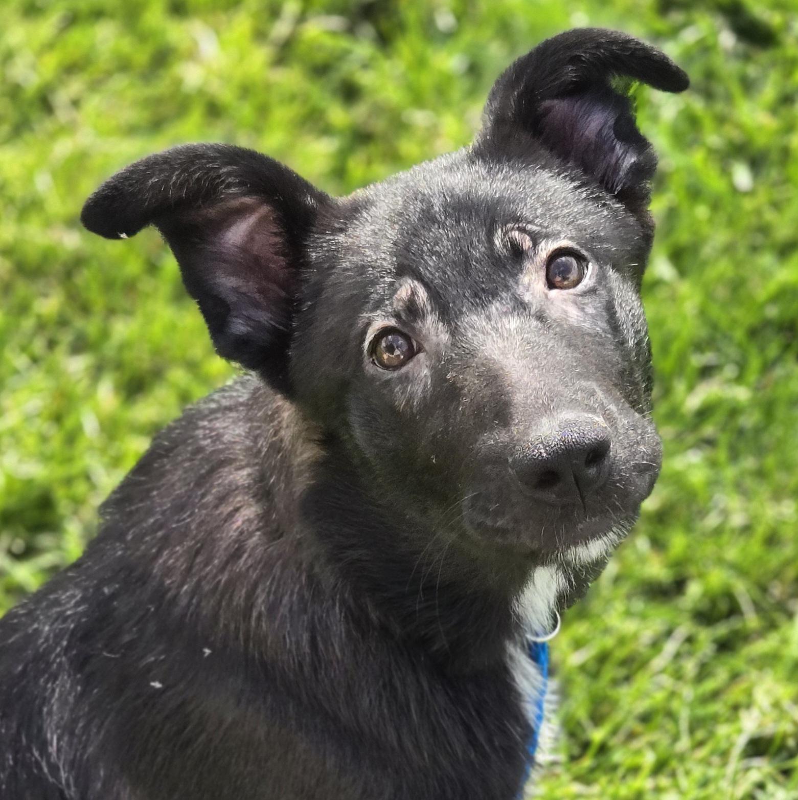 Foofa, Adoptable, Puppy Female Labrador Retriever & Mixed Breed.