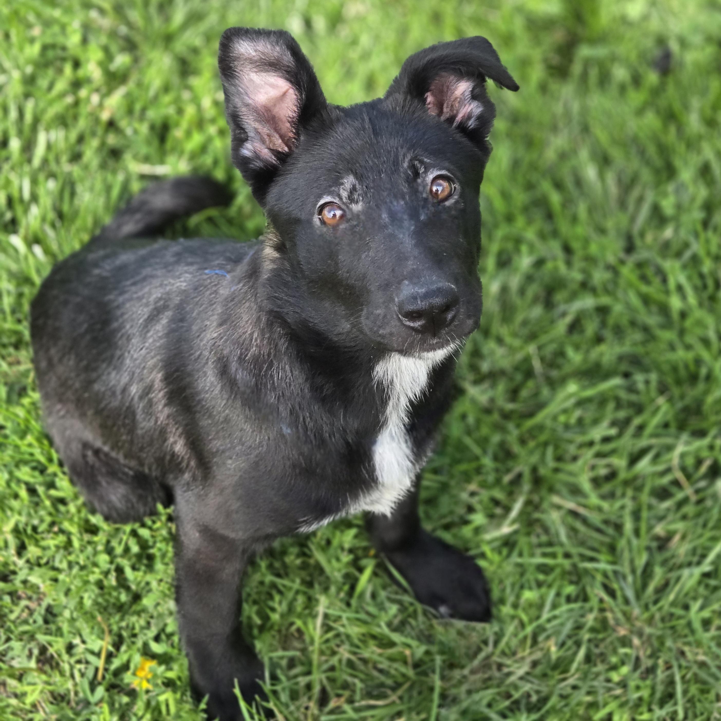 Foofa, a Adoptable mixed breed in Normal, IL image 3/6