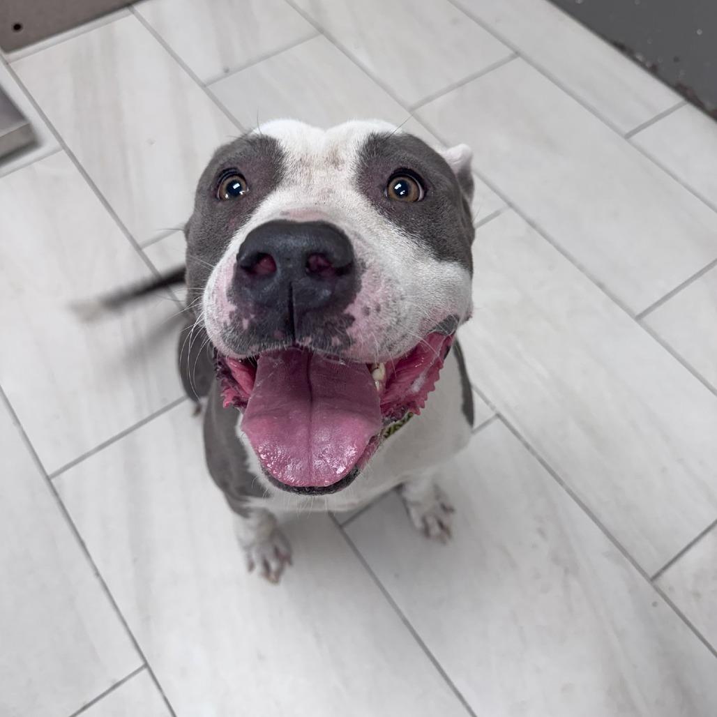 Hummus, Adoptable, Adult Female Pit Bull Terrier.