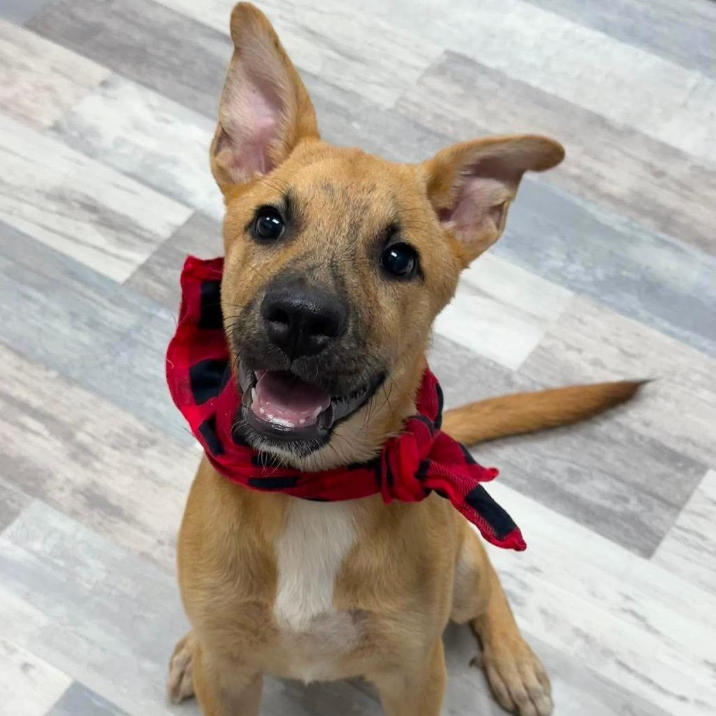 Cozmo - Local August 28-30, ADOPTABLE, Puppy Male Labrador Retriever.
