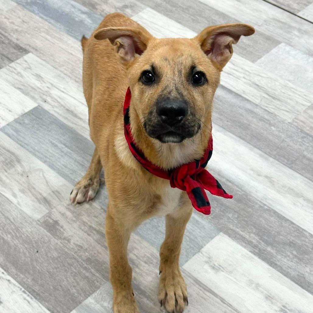 Cozmo - Local August 28-30, a ADOPTABLE mixed breed in Beaverton , OR image 2/3