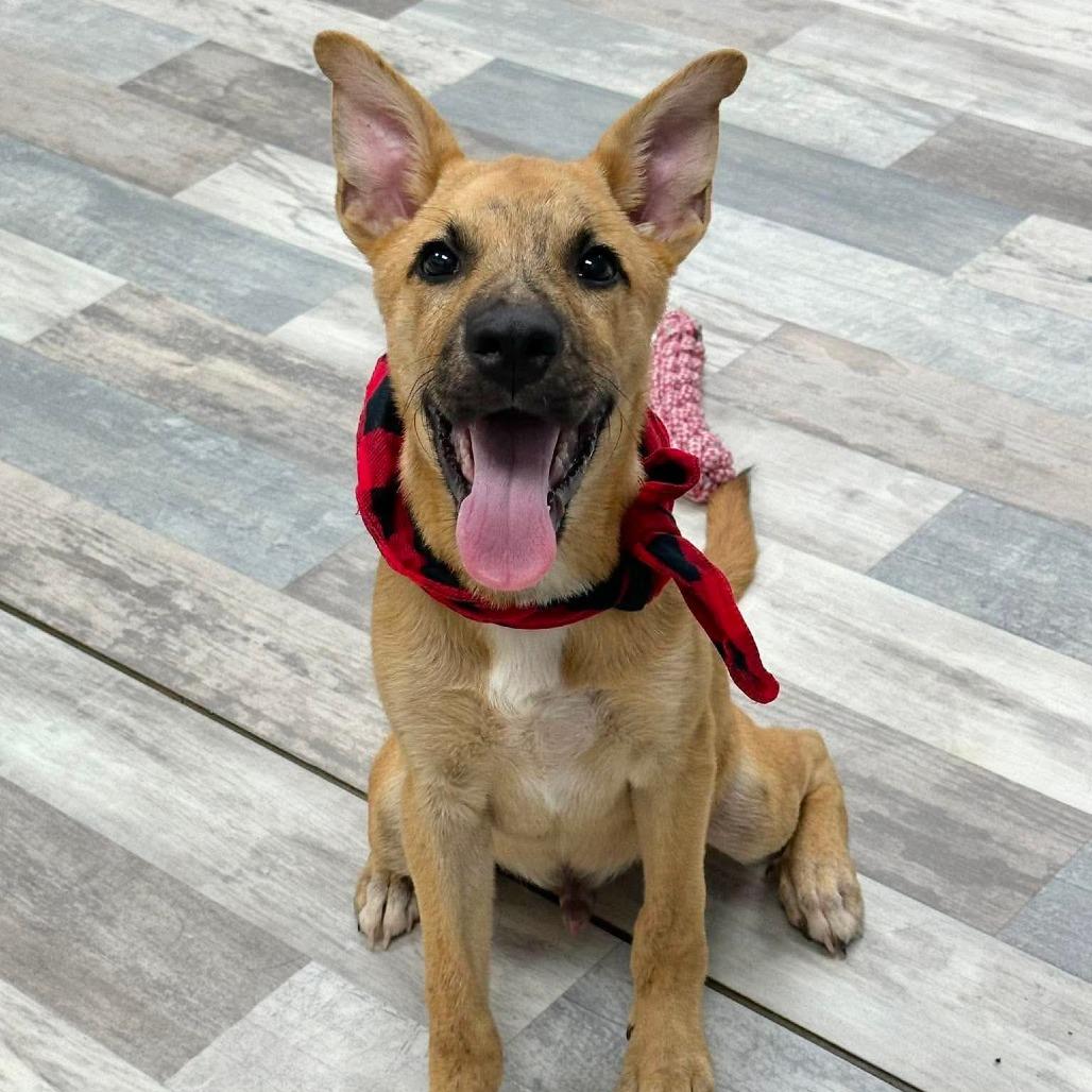 Cozmo - Local August 28-30, a ADOPTABLE mixed breed in Beaverton , OR image 3/3