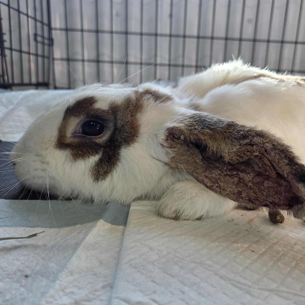 Sierra, Adoptable, Adult Female New Zealand.