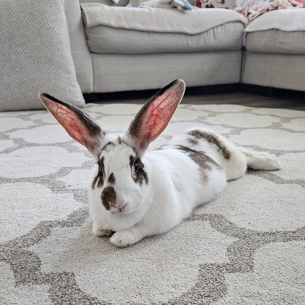 Sierra, Adoptable, Adult Female New Zealand.