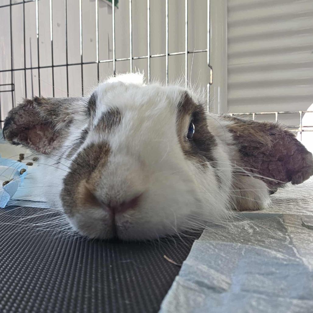 Enlarge Sierra, a Adoptable New Zealand in Hilliard , FL image 2/2