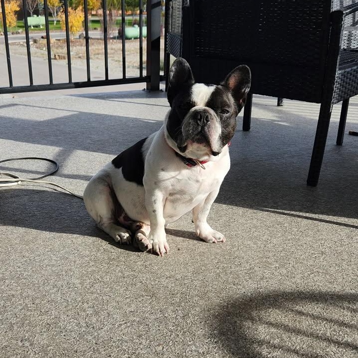 Enlarge Hank, an adopted French Bulldog in Calgary, AB image 1/3