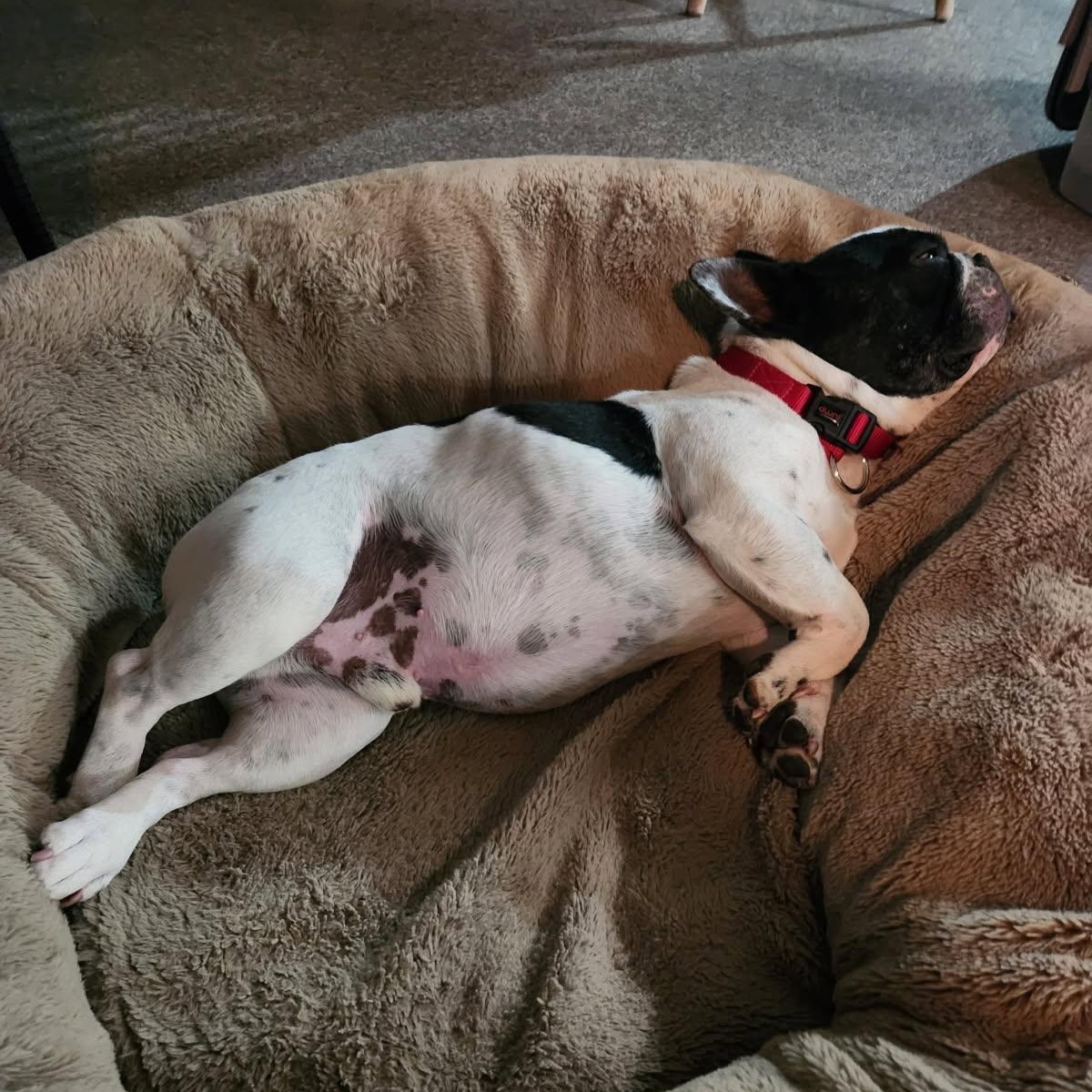 Enlarge Hank, an adopted French Bulldog in Calgary, AB image 2/3