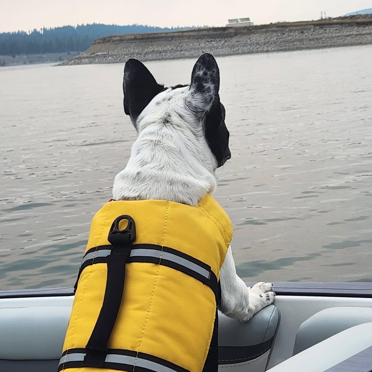 Enlarge Hank, an adopted French Bulldog in Calgary, AB image 3/3