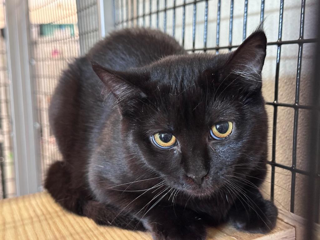 Jeelan, Adoptable, Kitten Female Domestic Short Hair.