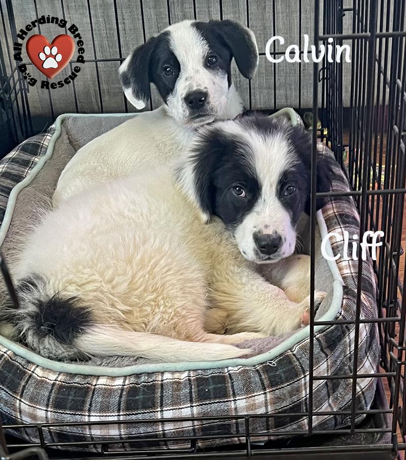 Calvin, a ADOPTABLE Great Pyrenees in Joliet, IL image 2/4