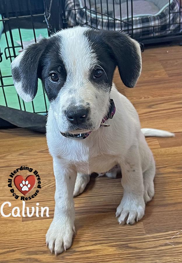 Calvin, a ADOPTABLE Great Pyrenees in Joliet, IL image 4/4