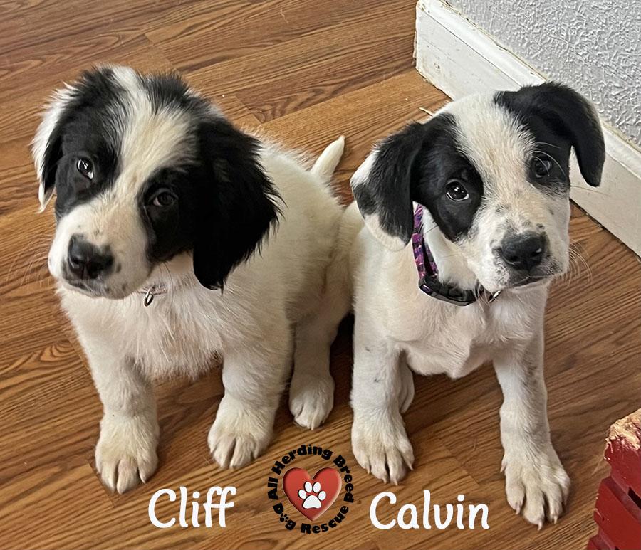 Calvin, ADOPTABLE, Puppy Male Great Pyrenees.