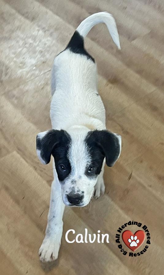 Calvin, a ADOPTABLE Great Pyrenees in Joliet, IL image 3/4