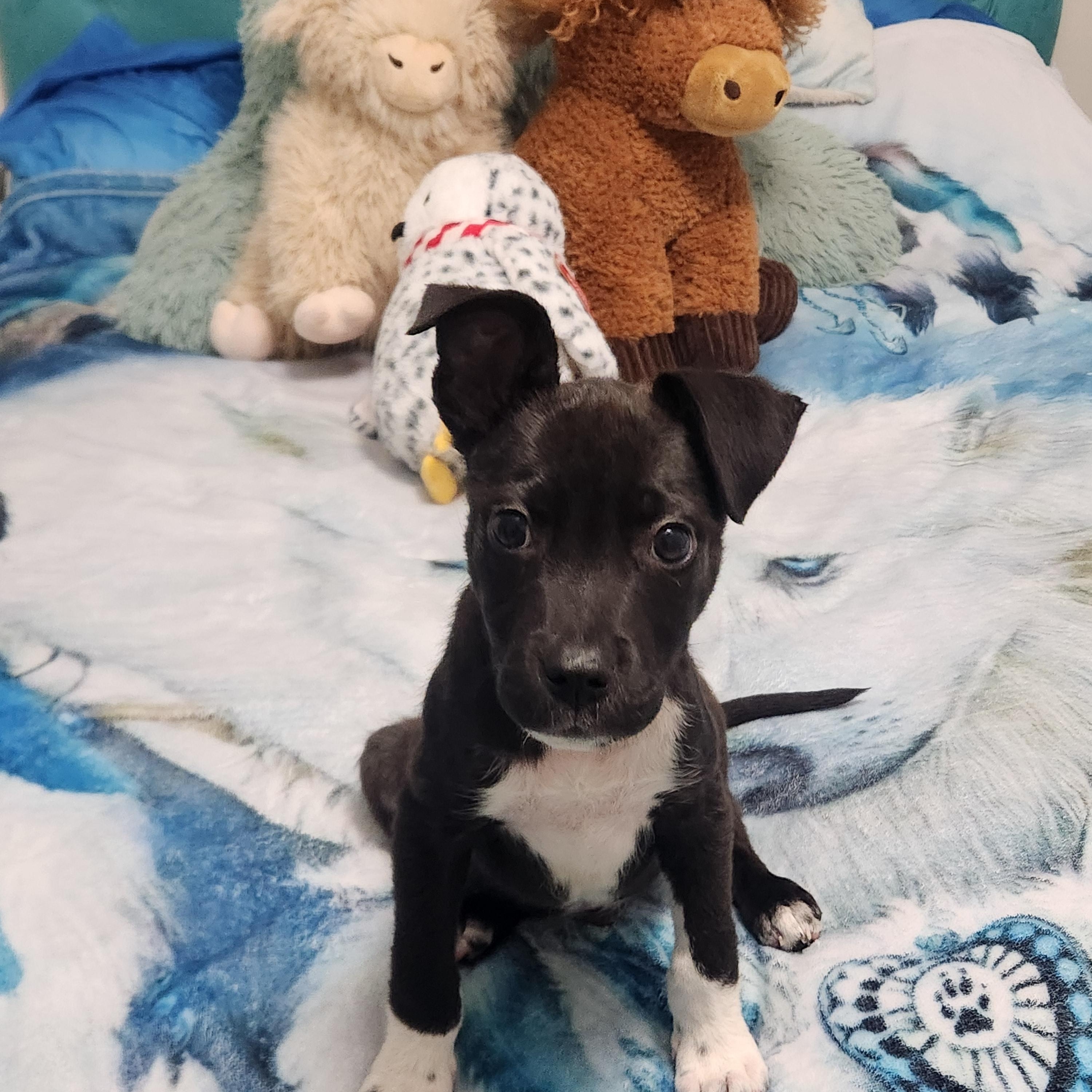 Enlarge Buckey ( Orlando Fl), an adopted mixed breed in Orlando, FL image 4/4