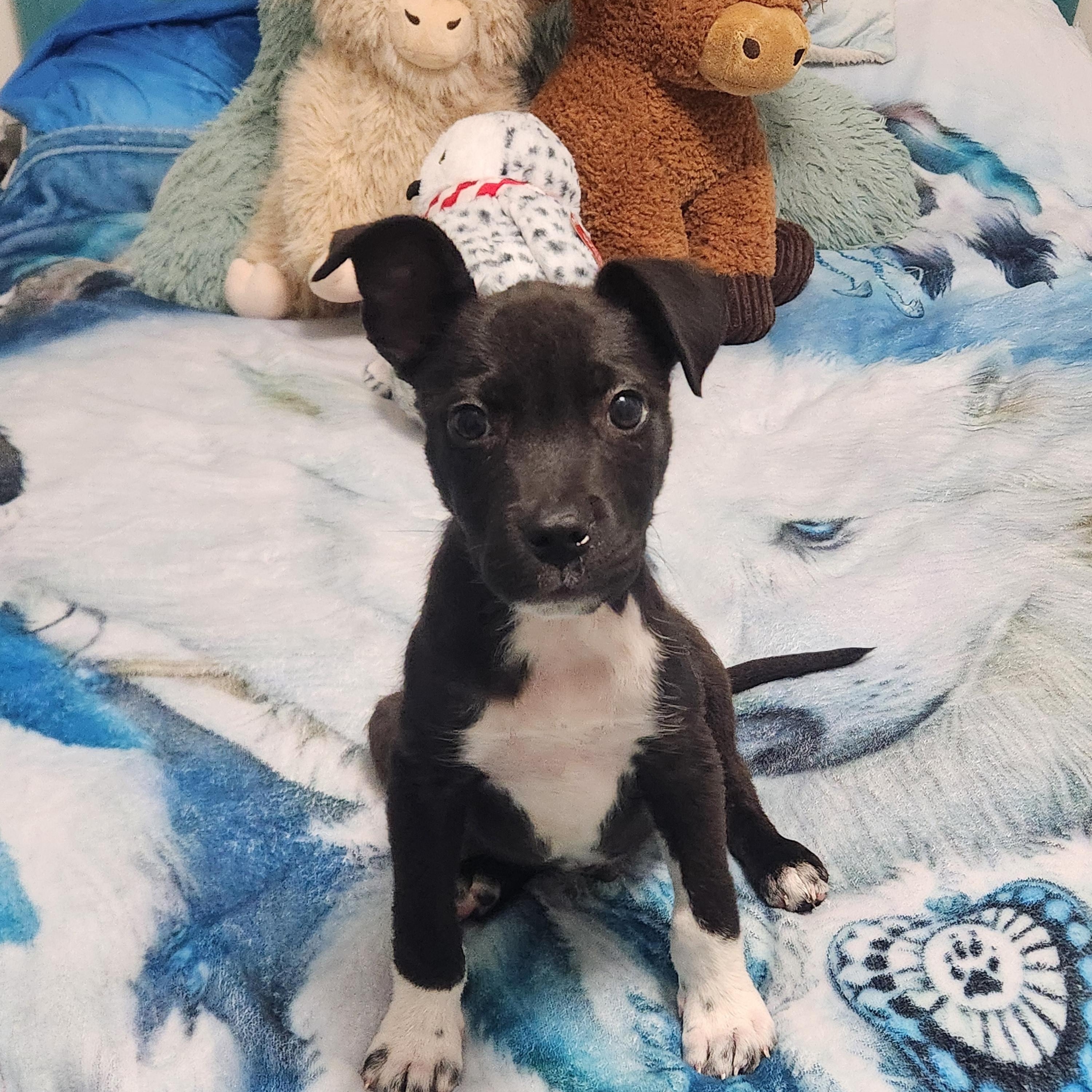 Enlarge Buckey ( Orlando Fl), an adopted mixed breed in Orlando, FL image 3/4