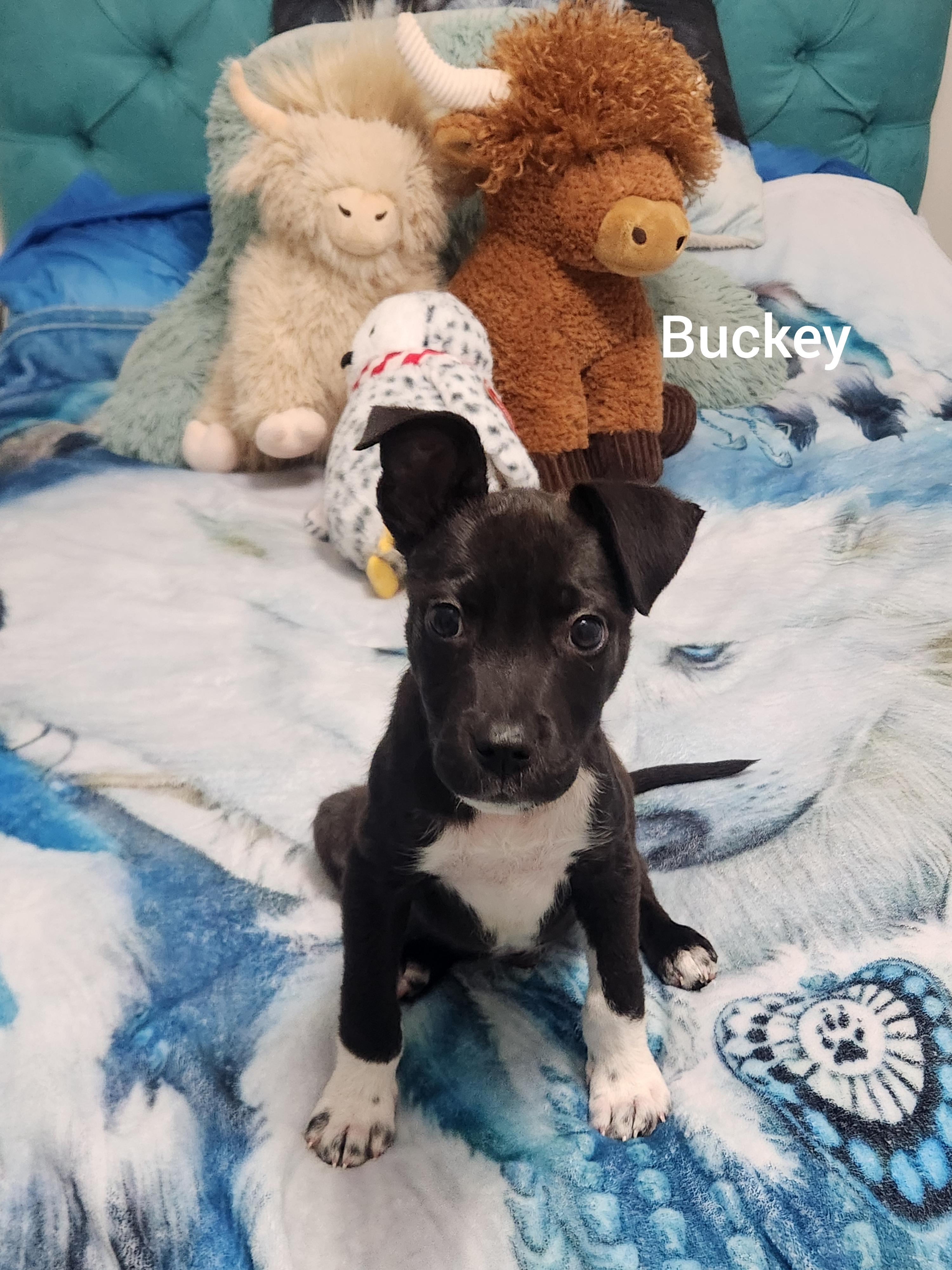 Buckey ( Orlando Fl), adopted, Puppy Male Terrier.