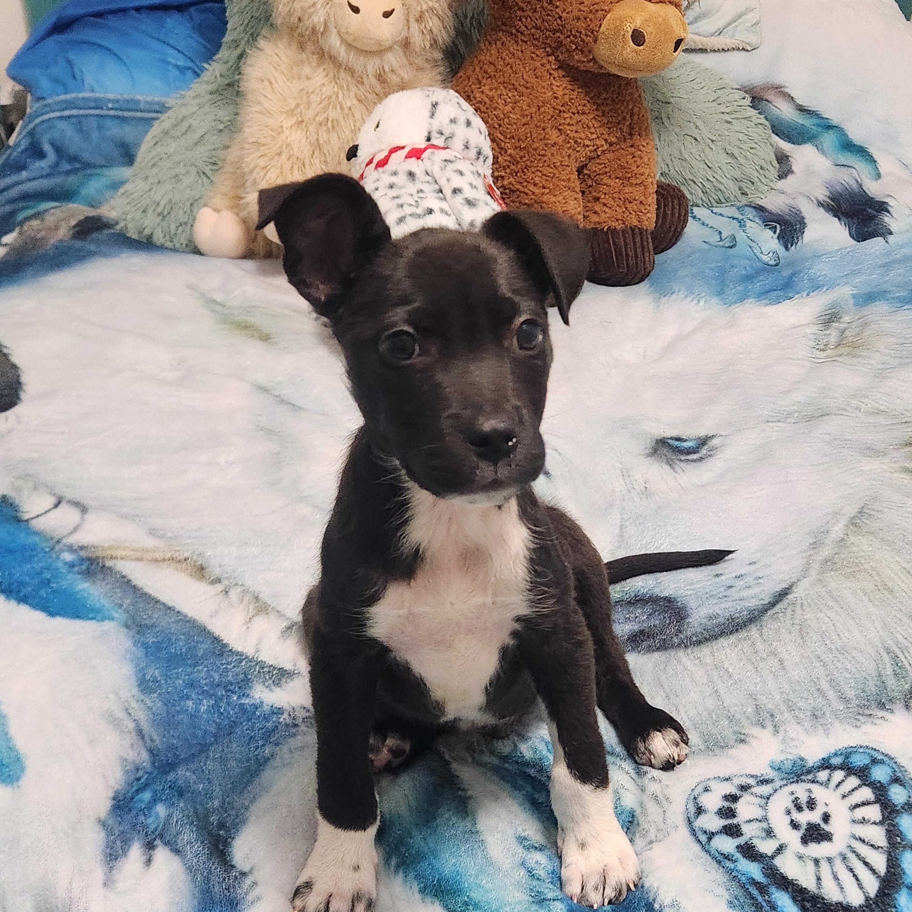 Enlarge Buckey ( Orlando Fl), an adopted mixed breed in Orlando, FL image 2/4