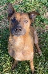 Enlarge Viloet, a ADOPTABLE Shepherd in Glasgow, KY image 1/2
