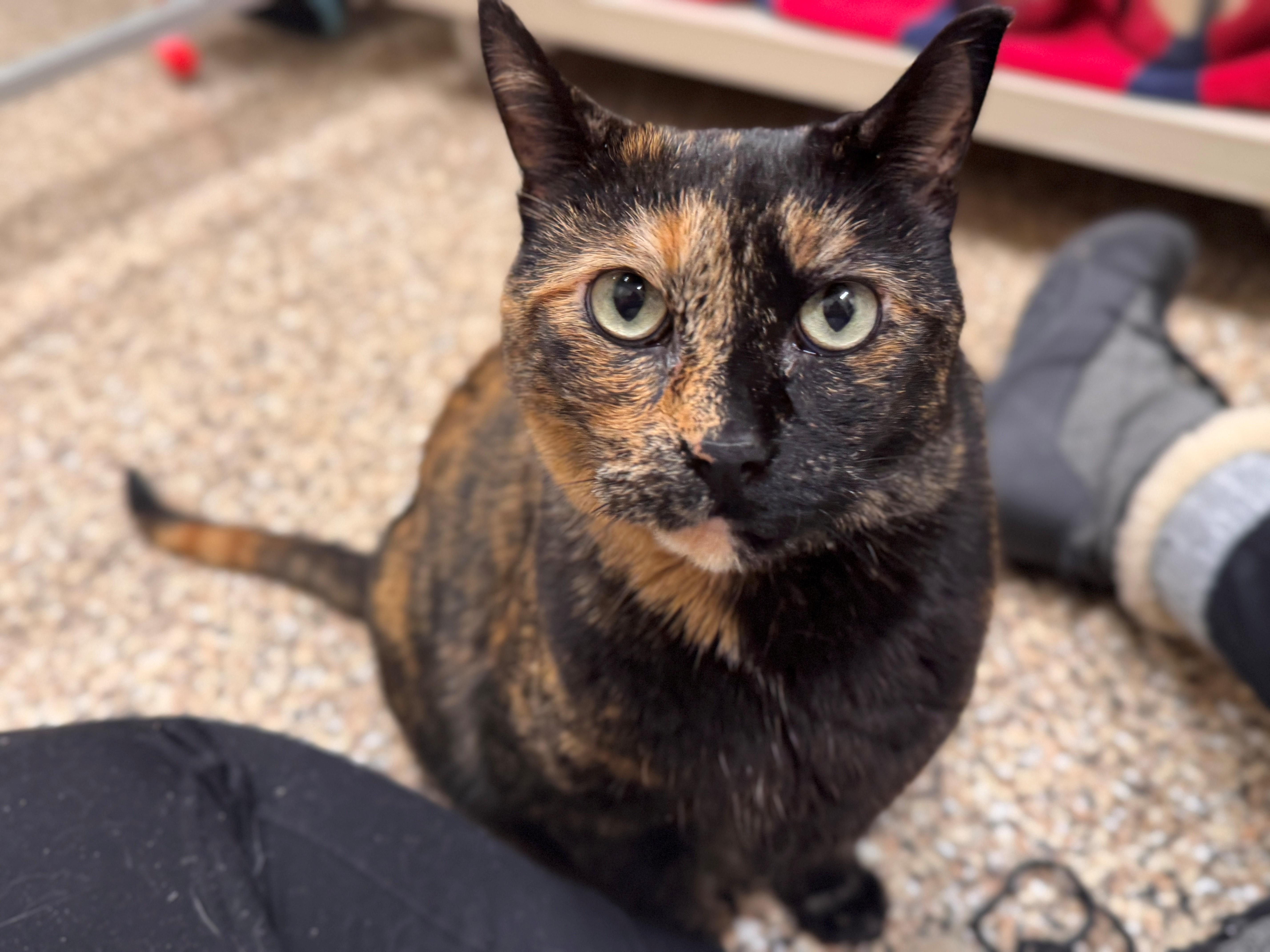 Enlarge Huntress, a ADOPTABLE Domestic Short Hair in Hackensack, MN image 2/3