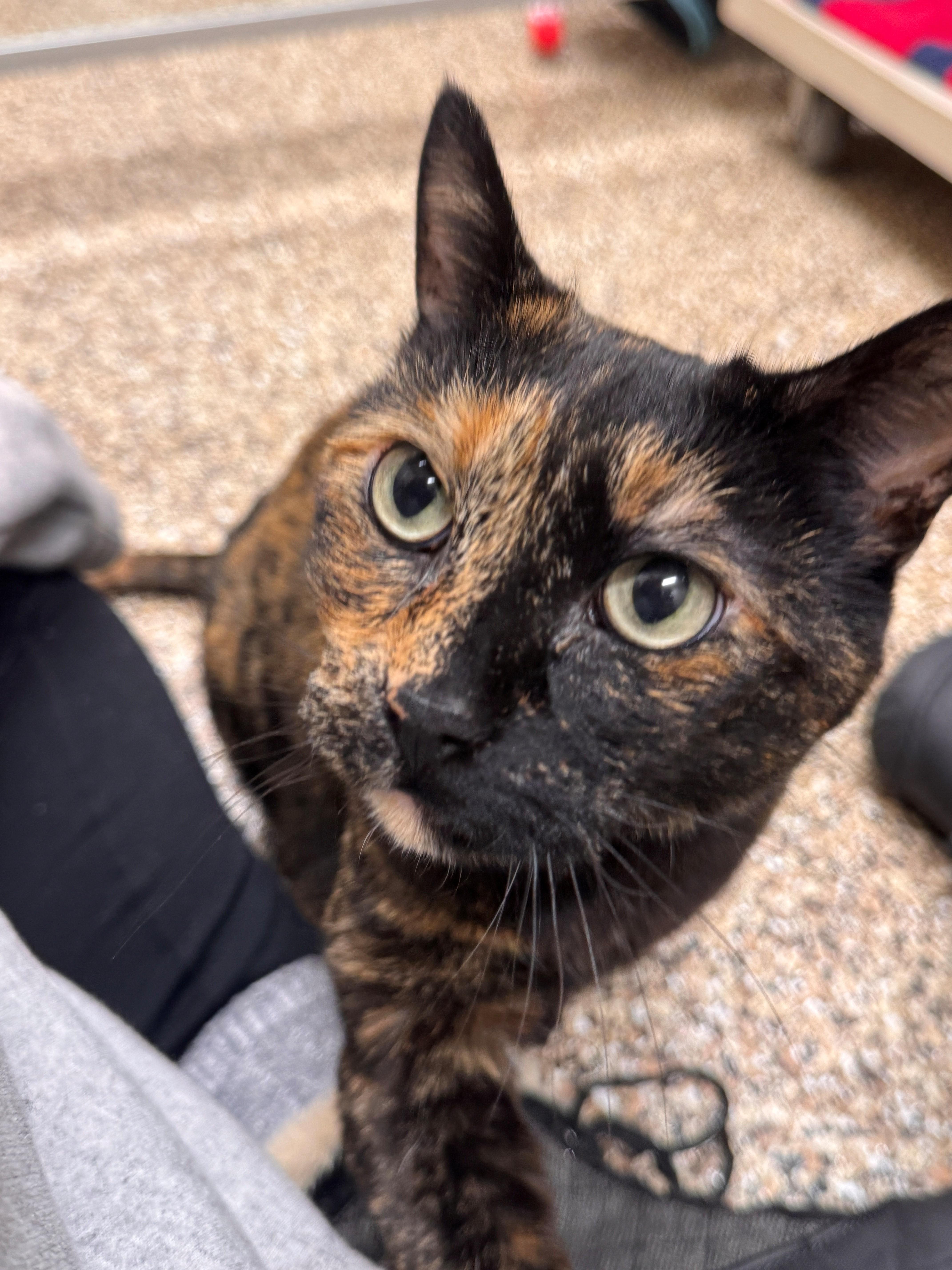 Enlarge Huntress, a ADOPTABLE Domestic Short Hair in Hackensack, MN image 3/3