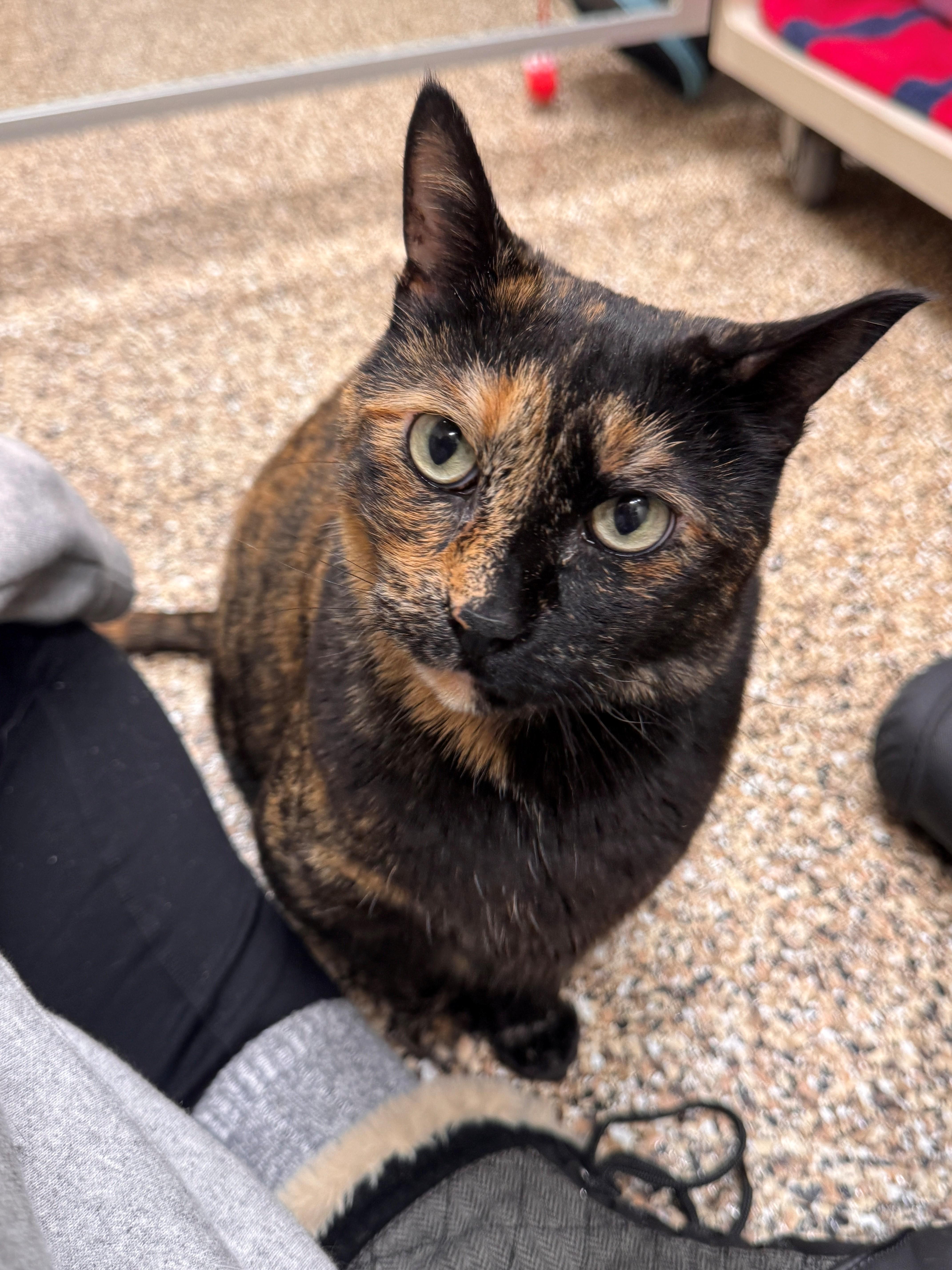 Huntress, ADOPTABLE, Adult Female Domestic Short Hair.