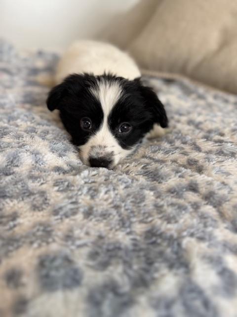 Enlarge Flynn, a Adoptable mixed breed in Irwin, PA image 3/6