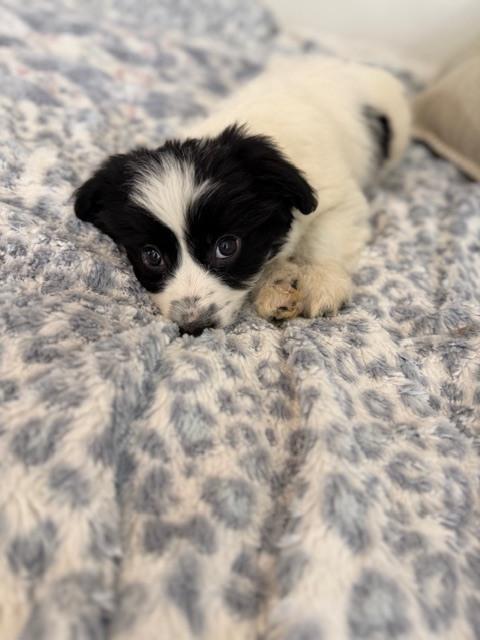 Enlarge Flynn, a Adoptable mixed breed in Irwin, PA image 4/6