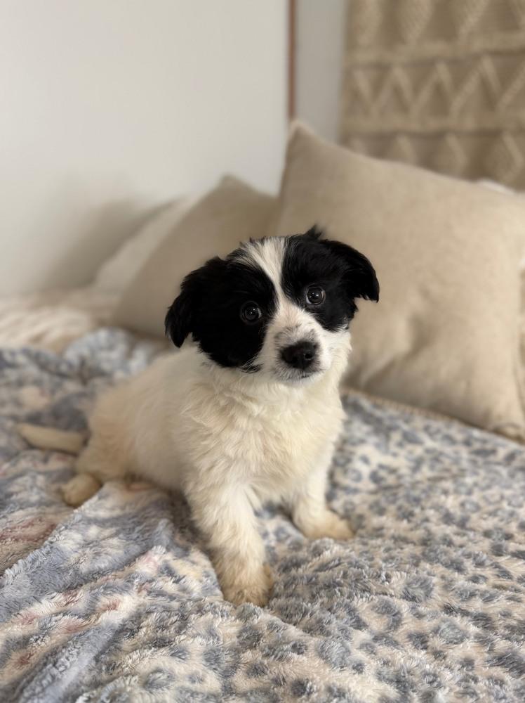 Enlarge Flynn, a Adoptable mixed breed in Irwin, PA image 1/6