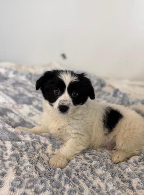 Enlarge Flynn, a Adoptable mixed breed in Irwin, PA image 2/6