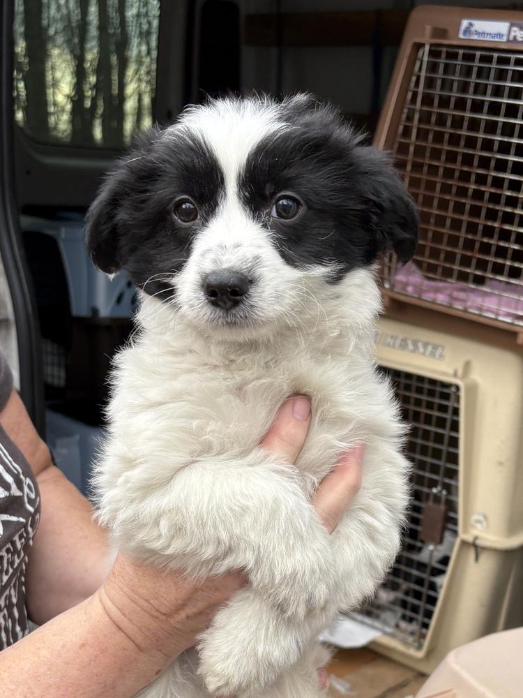 Enlarge Flynn, a Adoptable mixed breed in Irwin, PA image 5/6