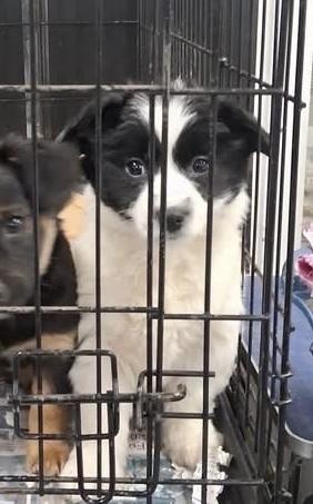 Enlarge Flynn, a Adoptable mixed breed in Irwin, PA image 6/6