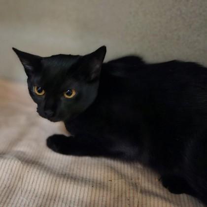Frisco, Adoptable, Young Female Domestic Short Hair & Domestic Short Hair.