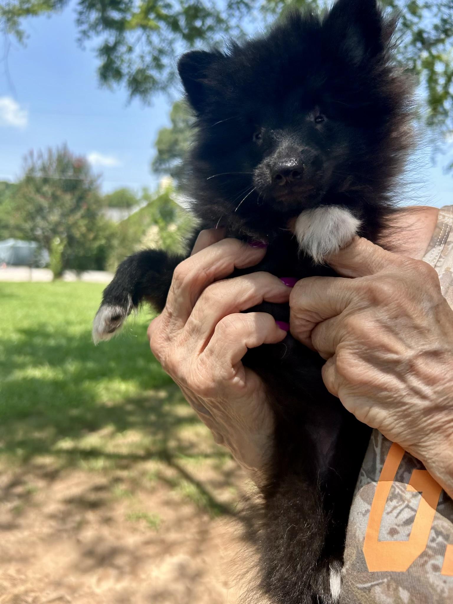 Pearl, adopted, Puppy Female Pomeranian.