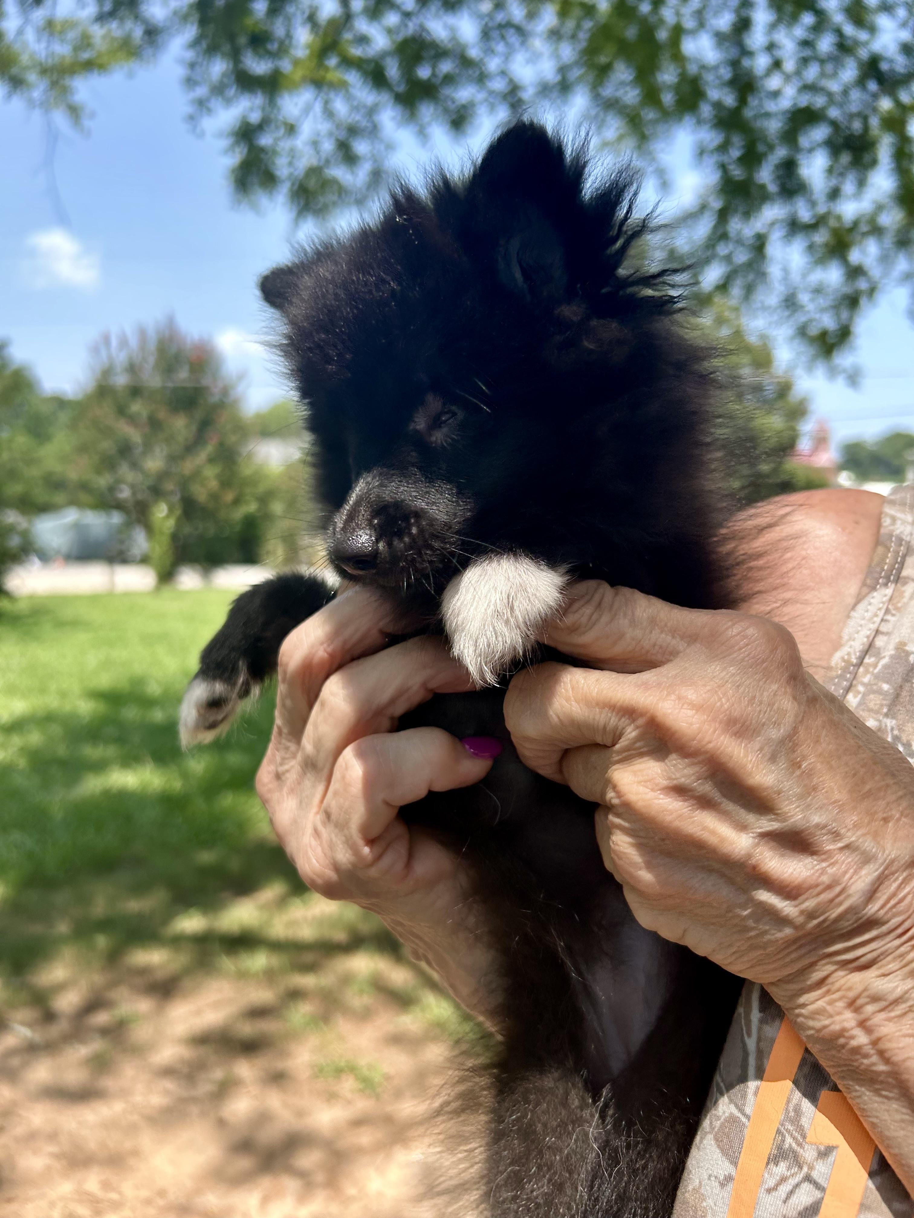 Pearl, an adopted Pomeranian in Hartwell, GA image 2/3