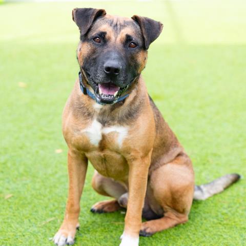 CRAWFORD, Adoptable, Adult Male Pit Bull Terrier & Mixed Breed.
