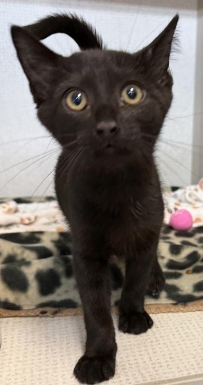 Tiana, adoptable, Kitten Female Domestic Short Hair.