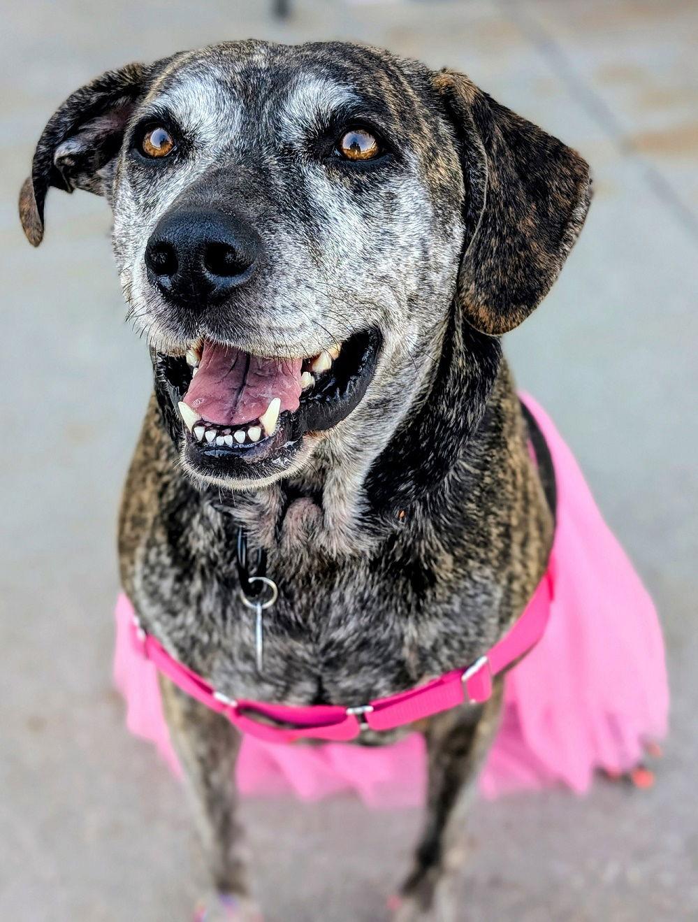 Nayla  -  5 years old, Adoptable, Adult Female Catahoula Leopard Dog & Hound.