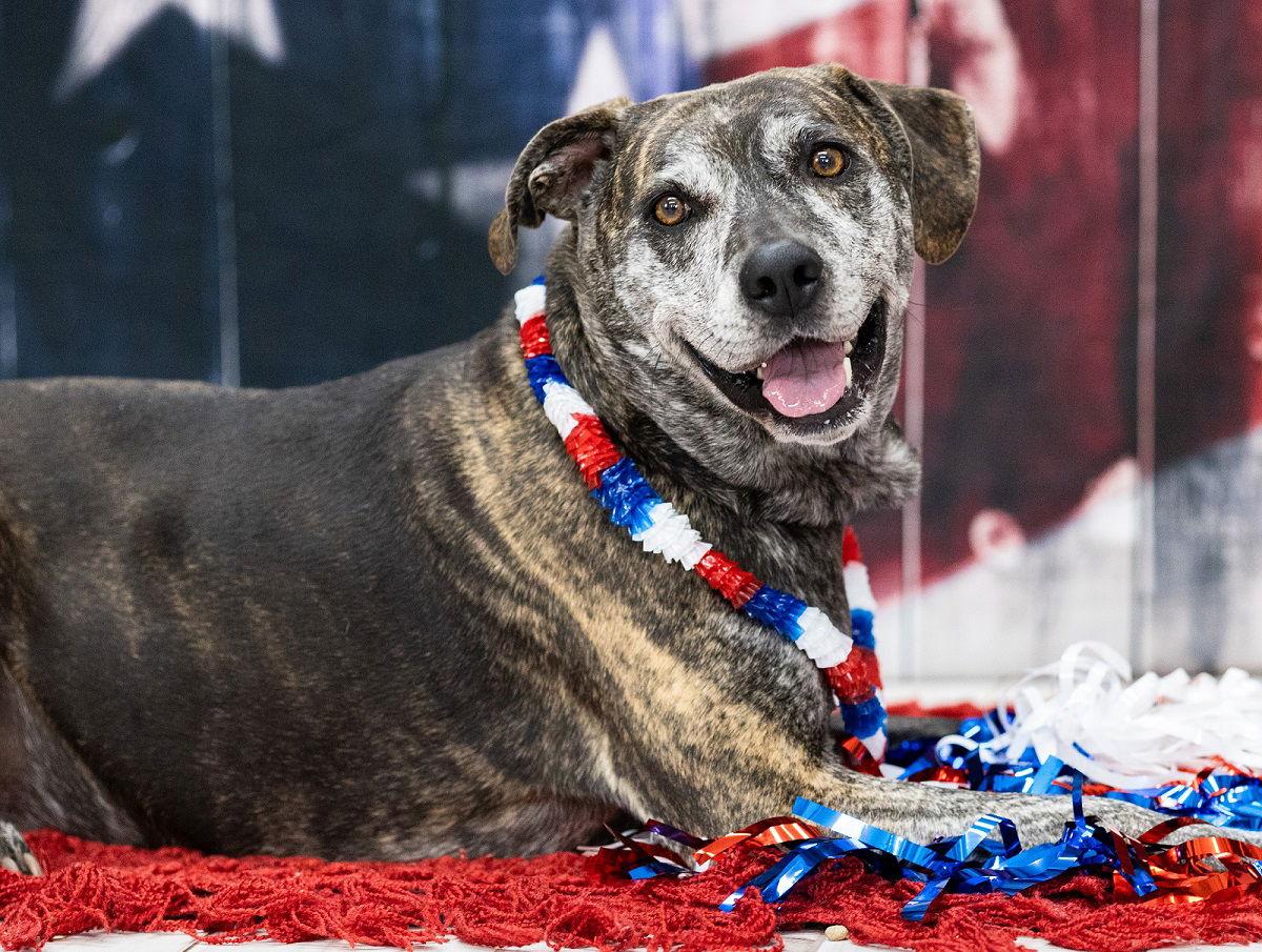 Enlarge Nayla  -  5 years old, a Adoptable mixed breed in Rootstown, OH image 1/3