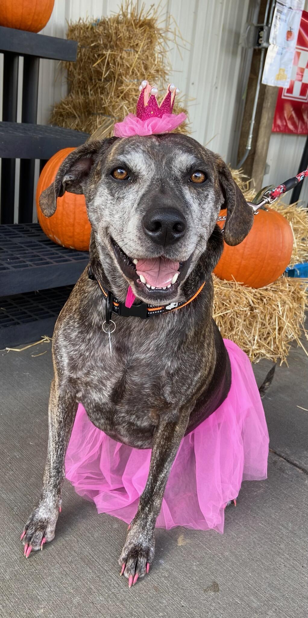 Enlarge Nayla  -  5 years old, a Adoptable mixed breed in Rootstown, OH image 2/3