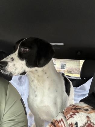 Enlarge Kahuna, a Adoptable mixed breed in McCook, NE image 1/3