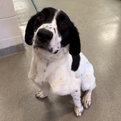 Kahuna, Adoptable, Young Male Border Collie & Mixed Breed.