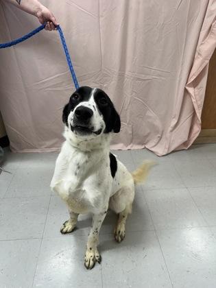Enlarge Kahuna, a Adoptable mixed breed in McCook, NE image 1/3