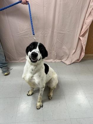 Enlarge Kahuna, a Adoptable mixed breed in McCook, NE image 2/3