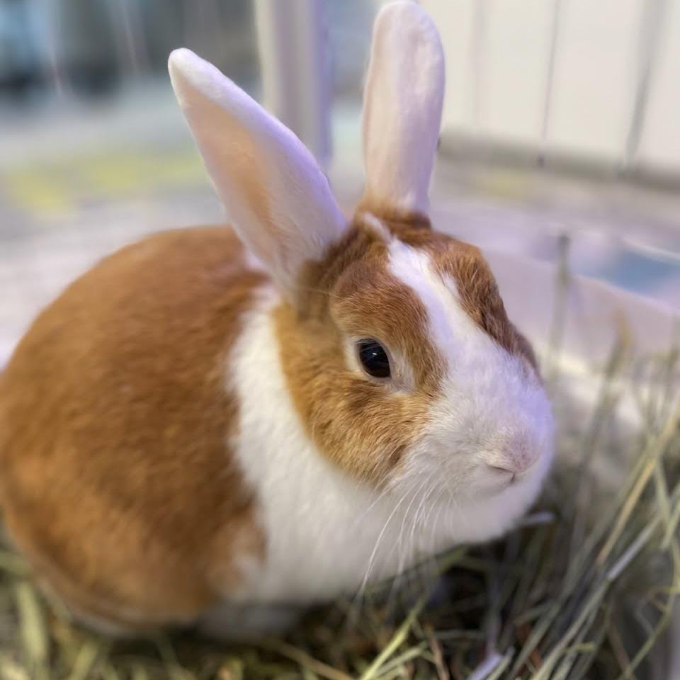 Enlarge Regina, a Adoptable Dutch in Hilliard , FL image 1/2