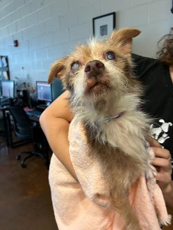 Bumper, Adoptable, Senior Male Mixed Breed & Border Terrier.