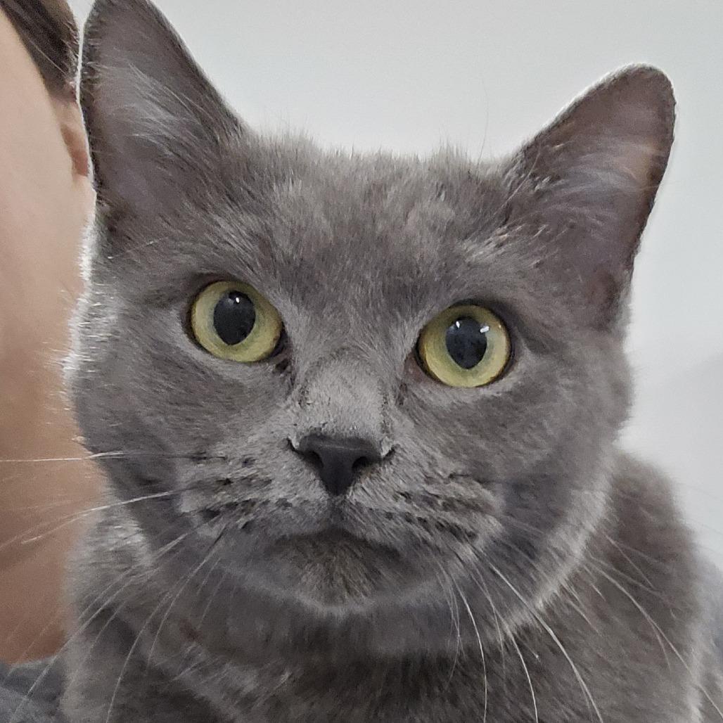 Enlarge Sonic, a Adoptable Domestic Short Hair in Winston Salem, NC image 1/3