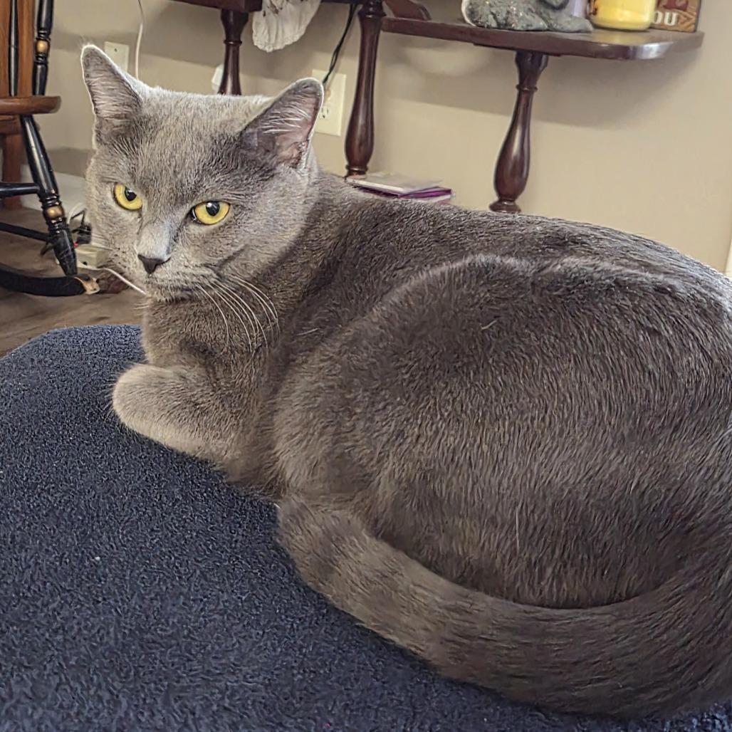 Enlarge Sonic, a Adoptable Domestic Short Hair in Winston Salem, NC image 3/3